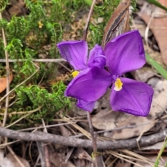 Patersonia sericea (Silky Purple-flag) at Balmoral, NSW - 20 Nov 2023 by trevorpreston