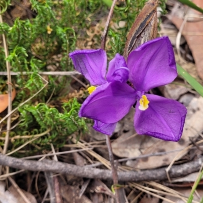 Patersonia sericea (Silky Purple-flag) at Balmoral - 20 Nov 2023 by trevorpreston