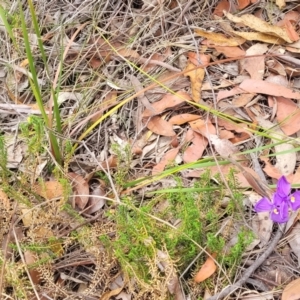 Patersonia sericea at Balmoral - 20 Nov 2023