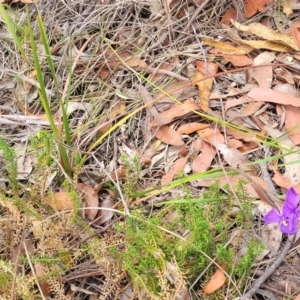 Patersonia sericea at Balmoral - 20 Nov 2023