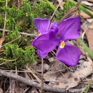 Patersonia sericea at Balmoral - 20 Nov 2023