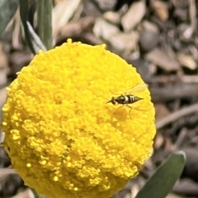 Australiphthiria hilaris (Slender Bee Fly) at ANBG - 19 Nov 2023 by JanetRussell