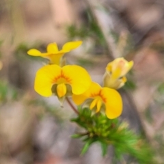 Dillwynia sp. Trichopoda (J.H.Maiden & J.L.Boorman s.n. 40290) NSW Herbarium at Balmoral, NSW - 20 Nov 2023 by trevorpreston