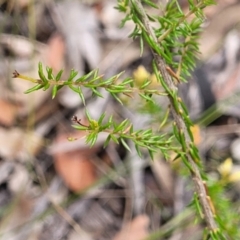 Dillwynia sp. Trichopoda (J.H.Maiden & J.L.Boorman s.n. 40290) NSW Herbarium at Balmoral - 20 Nov 2023