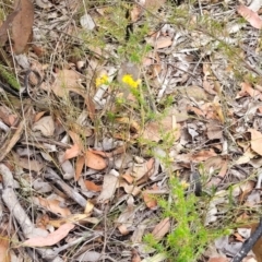 Dillwynia sp. Trichopoda (J.H.Maiden & J.L.Boorman s.n. 40290) NSW Herbarium at Balmoral - 20 Nov 2023