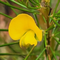 Gompholobium grandiflorum (Large Wedge-pea) at Balmoral, NSW - 20 Nov 2023 by trevorpreston