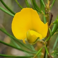 Gompholobium grandiflorum at Balmoral - 20 Nov 2023 12:15 PM