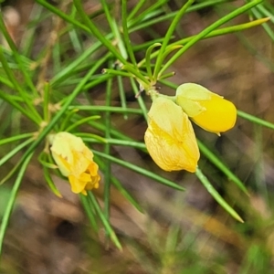 Gompholobium grandiflorum at Balmoral - 20 Nov 2023