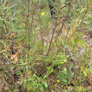 Gompholobium grandiflorum at Balmoral - 20 Nov 2023