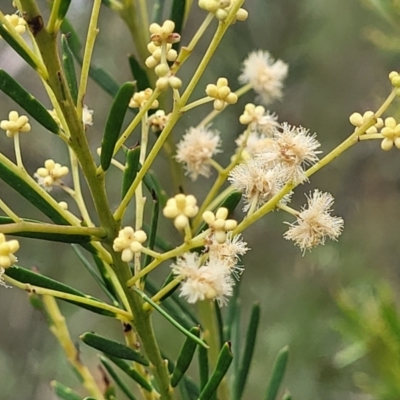 Acacia linifolia (White Wattle) at Wingecarribee Local Government Area - 20 Nov 2023 by trevorpreston