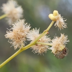 Acacia linifolia at Wingecarribee Local Government Area - 20 Nov 2023