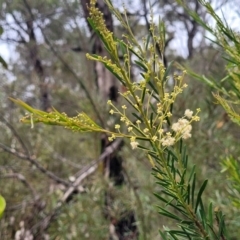 Acacia linifolia at Wingecarribee Local Government Area - 20 Nov 2023 12:15 PM