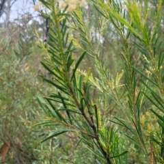 Acacia linifolia at Wingecarribee Local Government Area - 20 Nov 2023