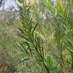 Acacia linifolia at Wingecarribee Local Government Area - 20 Nov 2023 12:15 PM