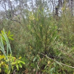 Acacia linifolia at Wingecarribee Local Government Area - 20 Nov 2023 12:15 PM