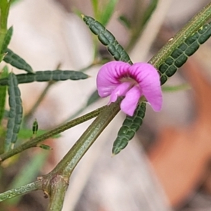 Mirbelia rubiifolia at Wingecarribee Local Government Area - 20 Nov 2023