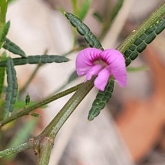 Mirbelia rubiifolia (Heathy Mirbelia) at Wingecarribee Local Government Area - 20 Nov 2023 by trevorpreston