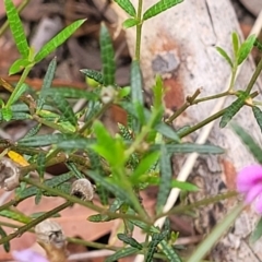 Mirbelia rubiifolia at Wingecarribee Local Government Area - 20 Nov 2023