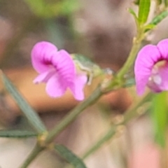 Mirbelia rubiifolia at Wingecarribee Local Government Area - 20 Nov 2023 12:13 PM