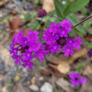 Verbena rigida at Wollondilly Local Government Area - 20 Nov 2023