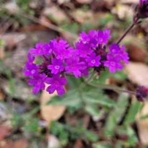 Verbena rigida at Wollondilly Local Government Area - 20 Nov 2023