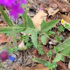 Verbena rigida at Wollondilly Local Government Area - 20 Nov 2023