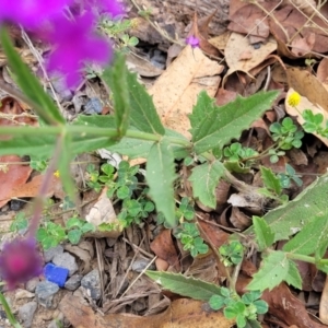 Verbena rigida at Wollondilly Local Government Area - 20 Nov 2023 12:05 PM