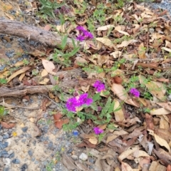 Verbena rigida at Wollondilly Local Government Area - 20 Nov 2023