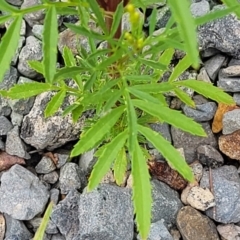 Tagetes minuta at Wollondilly Local Government Area - 20 Nov 2023 12:05 PM