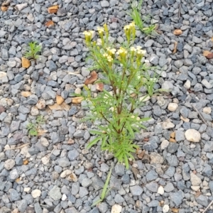 Tagetes minuta at Wollondilly Local Government Area - 20 Nov 2023 12:05 PM