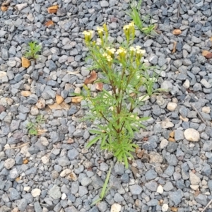 Tagetes minuta at Wollondilly Local Government Area - 20 Nov 2023