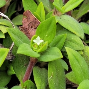 Richardia stellaris at Wollondilly Local Government Area - 20 Nov 2023 12:04 PM
