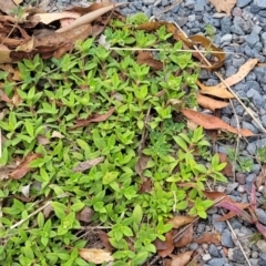 Richardia stellaris at Wollondilly Local Government Area - 20 Nov 2023 12:04 PM