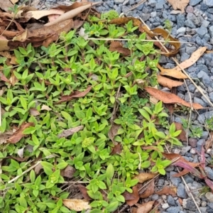 Richardia stellaris at Wollondilly Local Government Area - 20 Nov 2023 12:04 PM