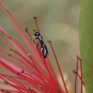 Hylaeus (Prosopisteron) minusculus at Murrumbateman, NSW - 20 Nov 2023 11:21 AM
