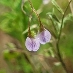Vicia disperma (Two Seeded Vetch) at Wollondilly Local Government Area - 20 Nov 2023 by trevorpreston