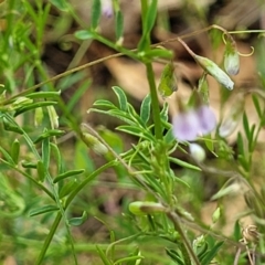 Vicia disperma at Wollondilly Local Government Area - 20 Nov 2023