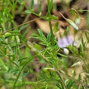 Vicia disperma at Wollondilly Local Government Area - 20 Nov 2023 12:03 PM