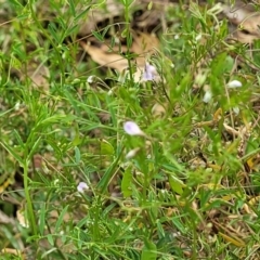 Vicia disperma at Wollondilly Local Government Area - 20 Nov 2023 12:03 PM