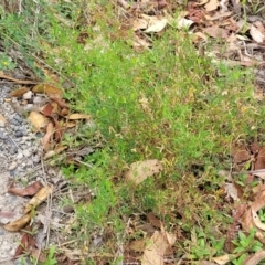 Vicia disperma at Wollondilly Local Government Area - 20 Nov 2023 12:03 PM