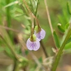 Vicia disperma at Wollondilly Local Government Area - 20 Nov 2023 12:03 PM