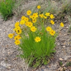 Coreopsis lanceolata (Lance-leaf Coreopsis) at Couridjah, NSW - 20 Nov 2023 by trevorpreston