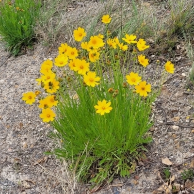 Coreopsis lanceolata (Lance-leaf Coreopsis) at Couridjah, NSW - 20 Nov 2023 by trevorpreston