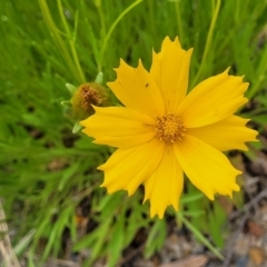 Coreopsis lanceolata at Wollondilly Local Government Area - 20 Nov 2023 12:02 PM