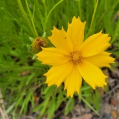 Coreopsis lanceolata at Wollondilly Local Government Area - 20 Nov 2023