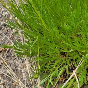 Coreopsis lanceolata at Wollondilly Local Government Area - 20 Nov 2023