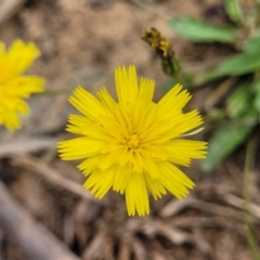 Hypochaeris radicata (Cat's Ear, Flatweed) at Wollondilly Local Government Area - 20 Nov 2023 by trevorpreston