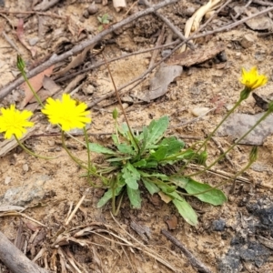 Hypochaeris radicata at Wollondilly Local Government Area - 20 Nov 2023 11:58 AM