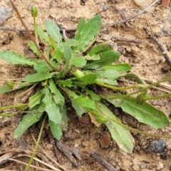 Hypochaeris radicata at Wollondilly Local Government Area - 20 Nov 2023 11:58 AM