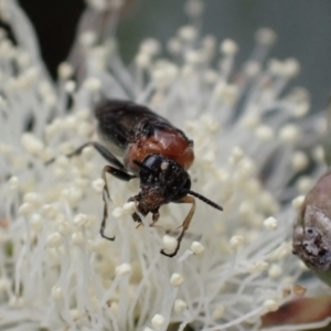 Eurys sp. (genus) at Murrumbateman, NSW - 20 Nov 2023